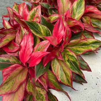 Chinese Evergreen (Aglaonema) ´CRETE FLAME´ - kont. C1L, výška 15-20 cm